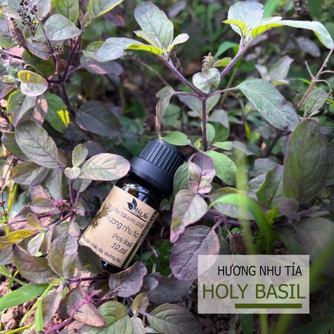 Tinh dầu Hương Nhu Tía HOLY BASIL