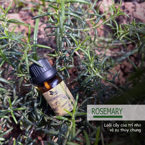 Tinh dầu Hương Thảo ROSEMARY