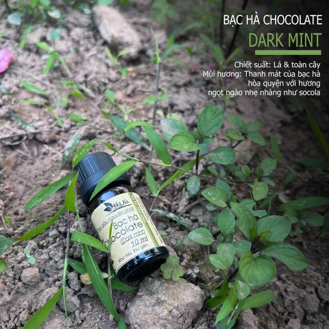 Tinh dầu Bạc Hà Chocolate DARK MINT