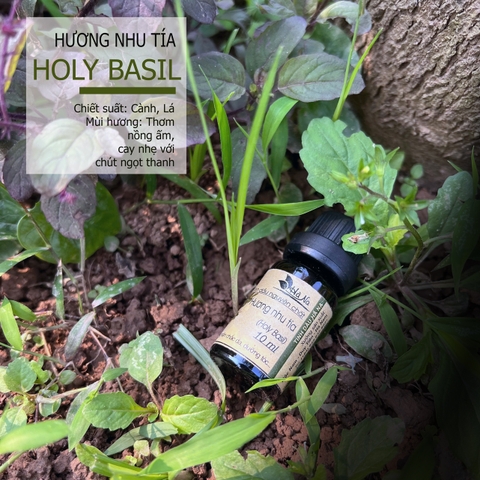 Tinh dầu Hương Nhu Tía HOLY BASIL