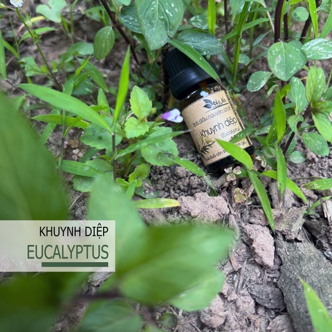 Tinh dầu Khuynh diệp EUCALYPTUS
