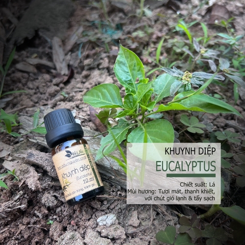 Tinh dầu Khuynh diệp EUCALYPTUS