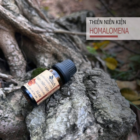 Tinh Dầu Thiên Niên Kiện HOMALOMENA OCCULTA SCHOTT
