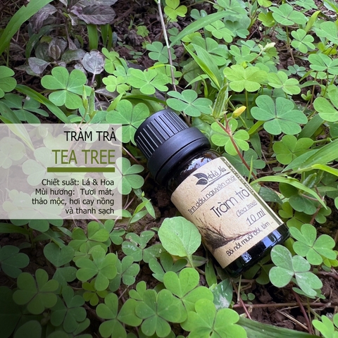 Tinh dầu Tràm Trà TEA TREE