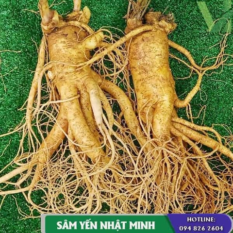 giá sâm 2 củ 1kg