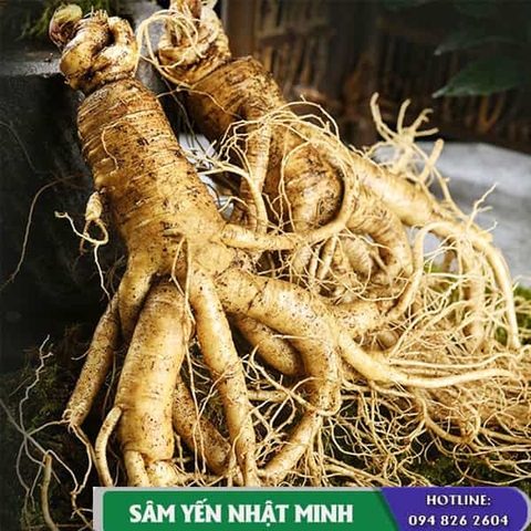 Nhân Sâm Tươi 2 Củ 1 Kg