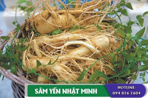 Sâm tươi 3 củ 1kg