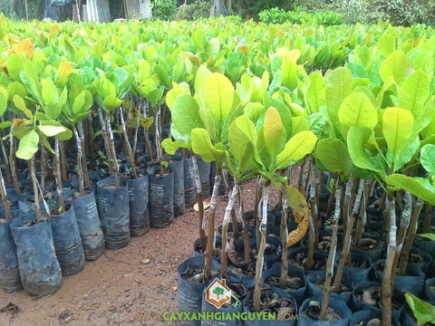 Cây Điều ( Đào Lộn Hột)