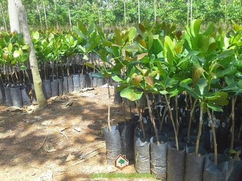 Cây Điều ( Đào Lộn Hột)