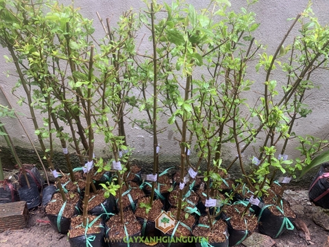 Cây Lựu Đỏ Ấn Độ ( Lựu Đỏ Ai Cập)