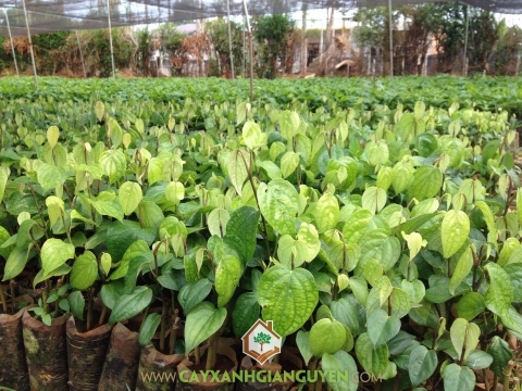 Cây Tiêu Vĩnh Linh