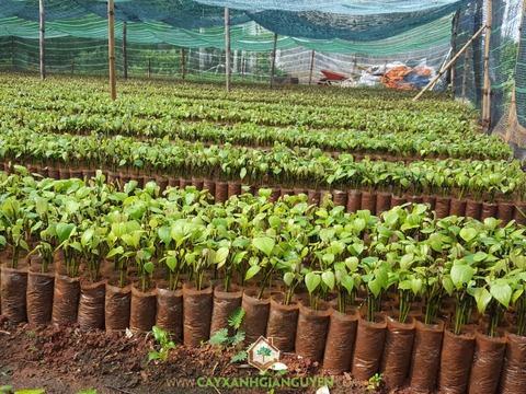 Cây Tiêu Vĩnh Linh