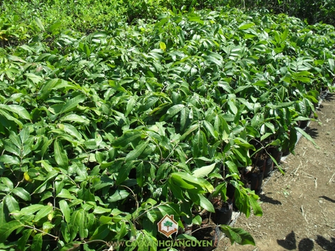 Cây Nhãn Ido ( Nhãn Thái)