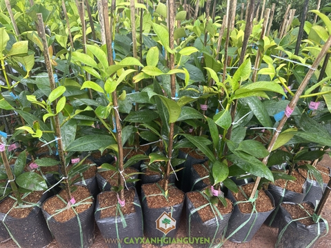 Cây Măng Cụt Ghép