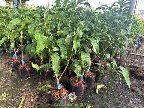 Cây Vú Sữa Hoàng Kim Ghép