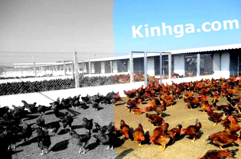 Phòng bệnh cho gà hiệu quả bằng cách nuôi gà trên sân cát.