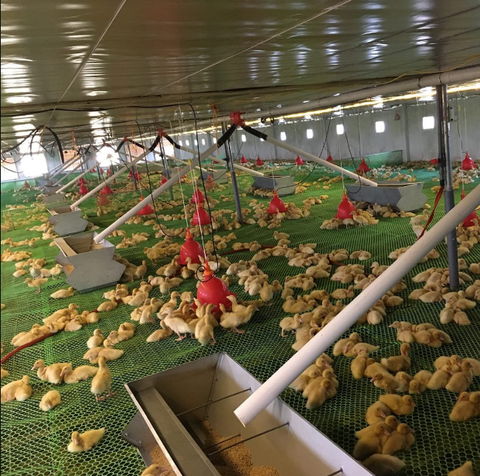 Máng cho vịt ăn tự động Giải pháp hiệu quả cho chăn nuôi vịt gia công