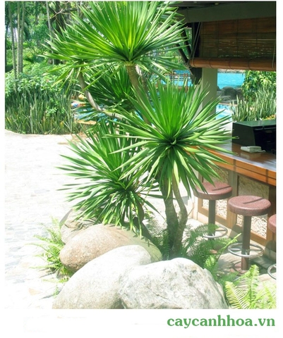 Cây đại lộc Cây đại lộc