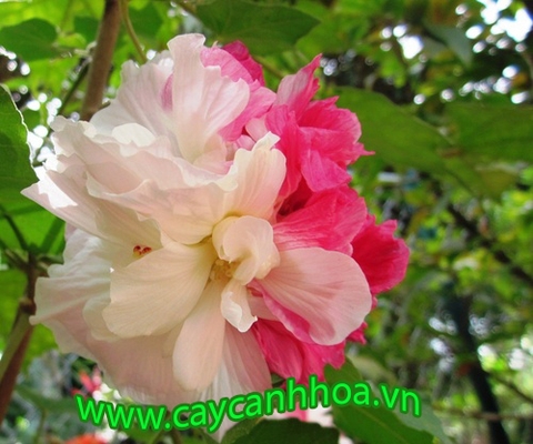 Cây hoa Phù Dung Cây hoa Phù Dung