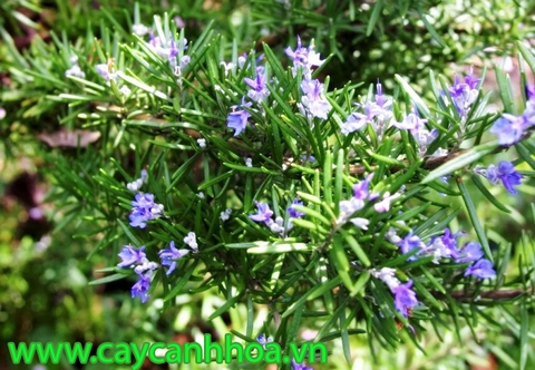 Cây Hoa Hương Thảo Cây Hoa Hương Thảo