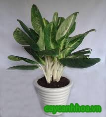 Cây Bạch Mã Cây Bạch Mã