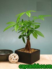 cây Tài Lộc cây Tài Lộc