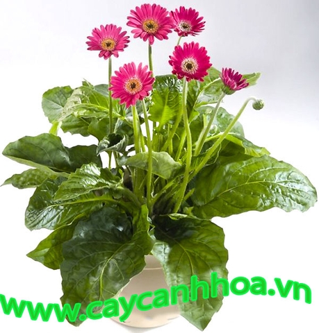 Hoa Đồng Tiền Hoa Đồng Tiền