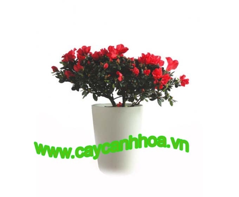 Hoa Đỗ Quyên (Nhật ) Hoa Đỗ Quyên (Nhật )