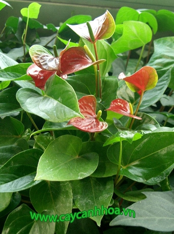 Tiểu hồng môn Tiểu hồng môn