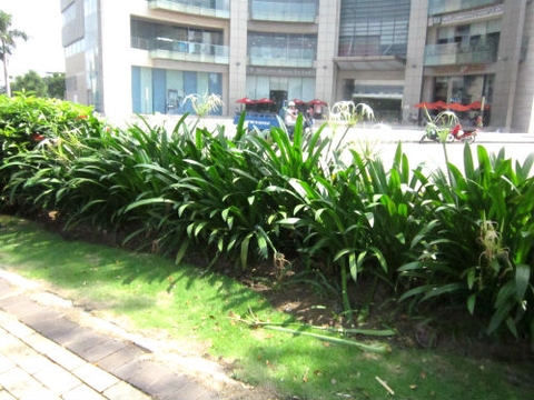 Cây Bạch Trinh Biển Cây Bạch Trinh Biển