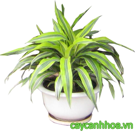 Cây Tứ Lan Cây Tứ Lan