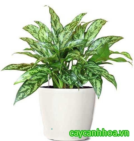 Cây Ngọc Ngân Cây Ngọc Ngân