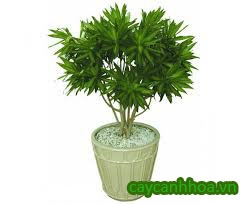 Cây trúc Bách Hơp Cây trúc Bách Hơp