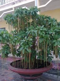 Cây Lộc Vừng Cây Lộc Vừng