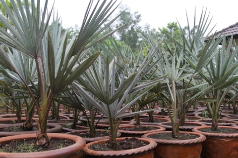 Cây Kè Mỹ Cây Kè Mỹ