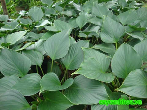 Cây Thanh Tâm Cây Thanh Tâm
