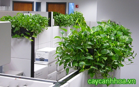 Cây Vạn Niên Thanh Rủ Cây Vạn Niên Thanh Rủ