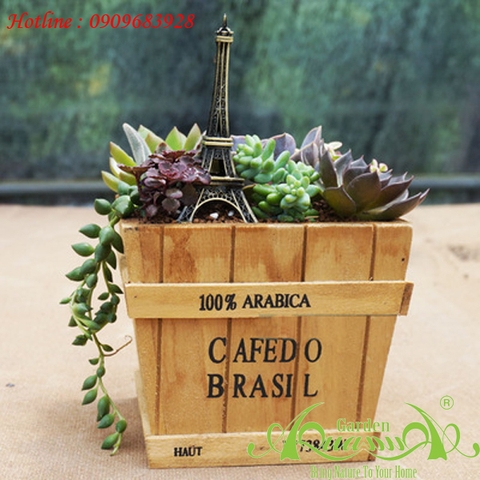 hộp gỗ aquagarden