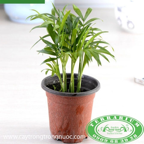 Cau Tiểu Trâm_Cây trồng Terrarium AquaGarden