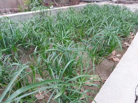 Hệ thống bãi lọc ngầm