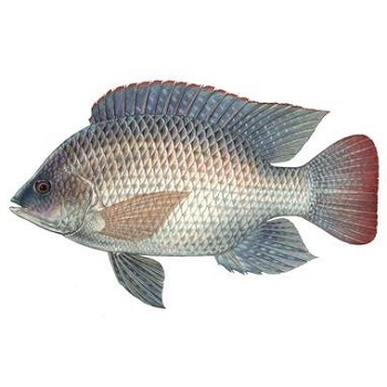 Thức ăn cho cá có vảy