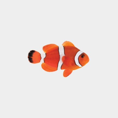 Cá hề Nemo