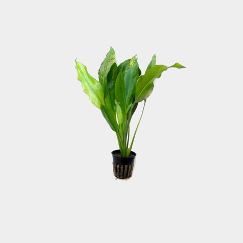 Cây thủy sinh nước mặn