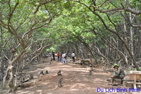 Tour Hàng Ngày: ĐẢO KHỈ CẦN GIỜ 1 NGÀY