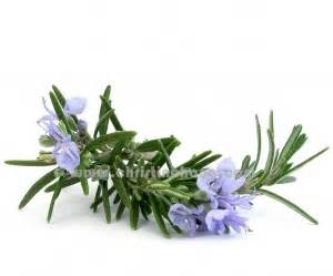 Tinh Dầu Hương Thảo nguyên chất Newoil Aromavn - Rosemary essential oil