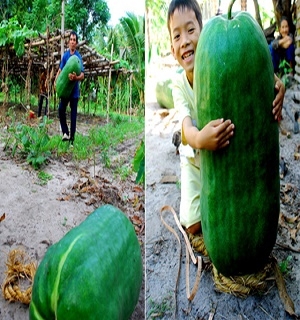 Hạt giống bí đao khổng lồ