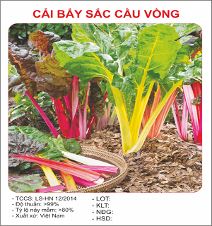 Hạt giống cải cầu vồng