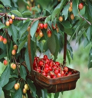 hạt giống quả cherry ( anh đào)