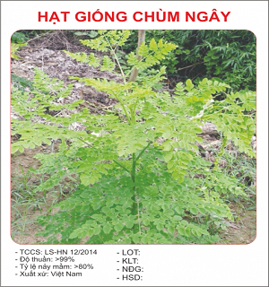 hạt giống  cây chùm ngây