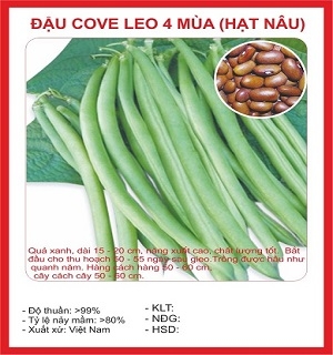 Hạt giống đậu cove leo hạt nâu